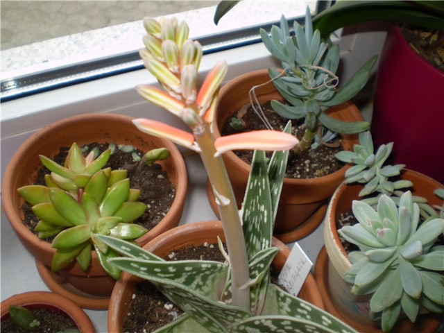 aloica